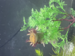 Axolotl FAN xoxo