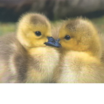 Ducky gamer