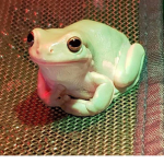 The frog hop