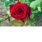 Beautiful Roses Garden Group