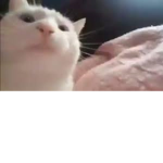 vibinq cat club
