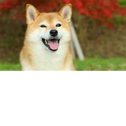 Doge hangout
