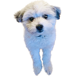 Me is boss Cptcar