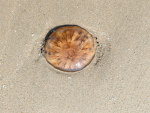 Jelly Fish Group *very fun*