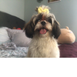 The cute dog army for life
