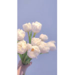 منورين قروبي كلكم