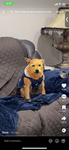 Dixie dog so cool
