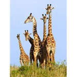 GIRAFFE_ GROUP