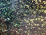 moss community