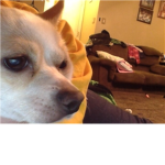The chihuahua fan group!!!