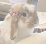 Ditzy Fanclub ୨୧