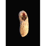 The Ring of SCP-173