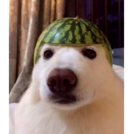 All hail the cult of the melon