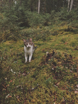 The Adventures of the Forest Cats