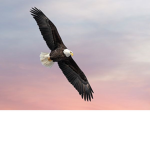 eagle's place