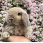 Bunny’s are sweet