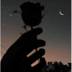 night rosez