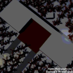 Barren's Woodland. icon