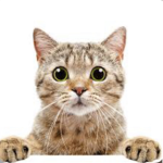 ;~*Kitty Cat*~;