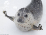 pretty seal tent
