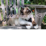 addies fan club <3