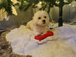 Christmas chears