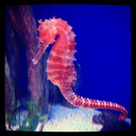 The seahorse sqaud