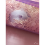 예지 그룹