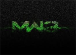 MW3 gamers