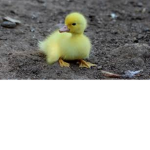 Duckie's Wonderful Group