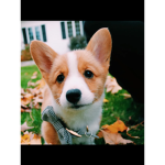 Join if you hate cheese and love dogs!!!