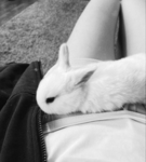 soft melody