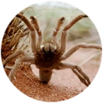 SPIDER ATTACK ABILITY [PERMANENT]