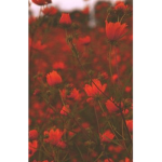 ʀᴏsᴇ ᴠᴀʟʟᴇʏ
