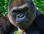 |MONKE|