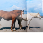 I Love Horsess