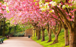 flowersco