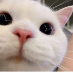 meovi