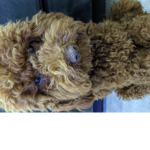 The funny cute lovely adorable doggy group by Prei