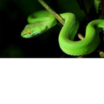 snake king fan group