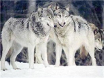Snow Wolf Pack