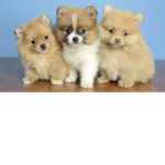 Puppy Love :3