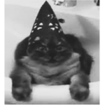 The Cats of Alchemy