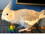 The Cockatiel Clan
