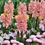 Hyacinth Designs