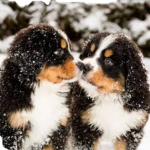 ! dog lovers !