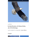 The bald eagle ######