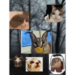 Fwoppa friends