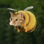 HoneyB