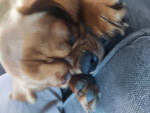 My dog .